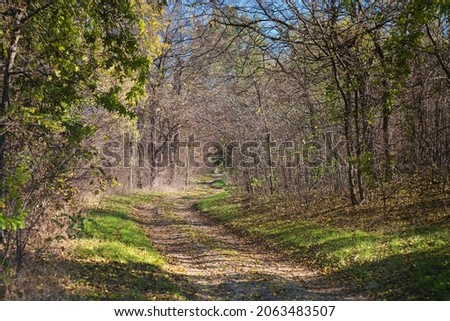 Bright and colorful fall leaves on forest path and autumn falling leaves on a sunny autumn day in Kelebija forest, Serbia Royalty-Free Stock Photo #2063483507