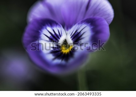 Pansy flower image macro photography
