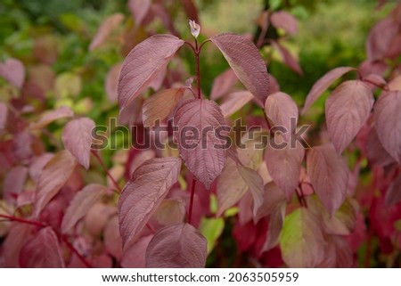 Background or Texture of the Autumn Coloured Bright Red Leaves and Stems on a Deciduous Siberian Dogwood Shrub (Cornus alba 'Sibirica') Growing in a Garden in Rural Devon, England, UK