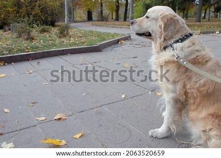 The dog, golden retrieveris waiting for its friend in the park. 