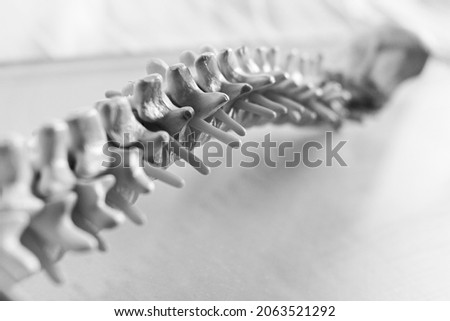 curvature of a human spine Royalty-Free Stock Photo #2063521292