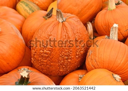 Orange Halloween pumpkin with bumpy skin