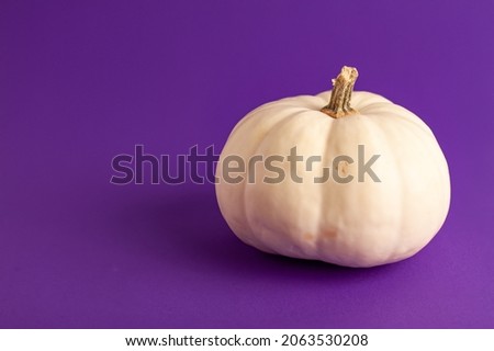 Close up of mini decorative pumpkin white color on vibrant purple background with copy space. Halloween and Thanksgiving greeting card holiday concept	
