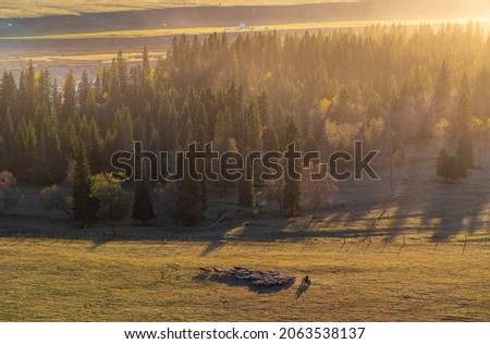 landscape of grazing in sunset