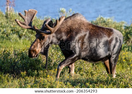 Large bull moose walking in willows near mountain lake