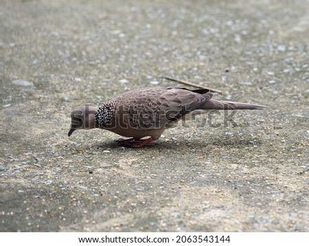 Eastern Spotted Dove. Scientific name: Spilopelia chinensis has a black stripe with white dots on the back of the neck. The fat bird stood pecking at dry grains on the concrete floor.