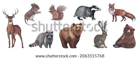 Set of watercolor wildlife animals isolated on white background. Hand drawn forest inhabitants collection. Realistic clipart.