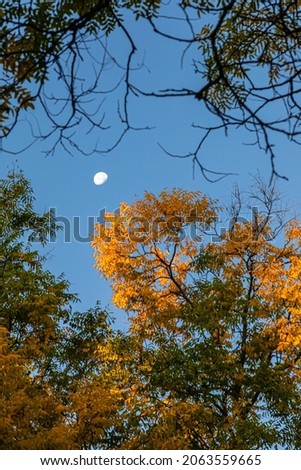 the moon between the foliage of the trees