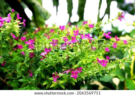 Close up of Cuphea hyssopifolia flower on blur background                     Royalty-Free Stock Photo #2063569751