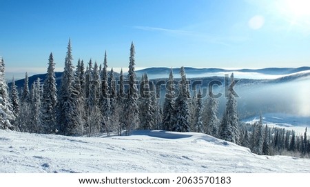 Snowy trees in the mountains in sunny weather