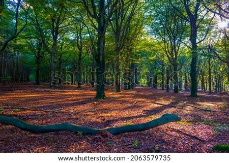 Foliage of trees in a forest in autumn leaf colors in bright sunlight in autumn, Baarn, Lage Vuursche, Utrecht, The Netherlands, October 24, 2021
