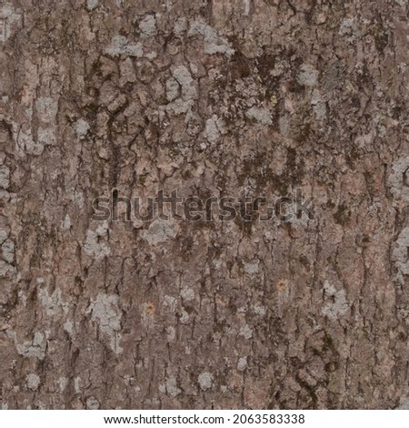 Bark texture and background. High resolution