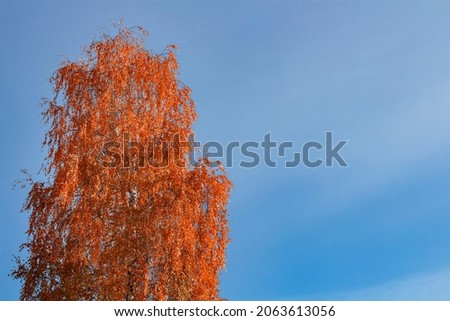 A large tree with bright orange autumn leaves against a beautiful blue sky, copy space.