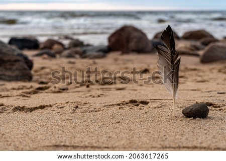Birds feather on the right side of the picture. Seagull feather and small rock on the right side of the picture. Cloudy sky and beach are full of rocks.