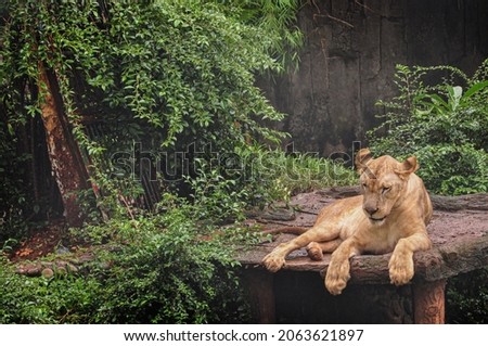 A photo of lion at the zoo 