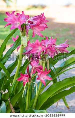 Lily, beautiful pink lilies in the morning sun in spring in Brazil, selective focus.