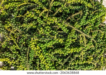 Black Pepper (kali mirch) stripped green berries for drying, Dibrugarh, Assam