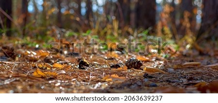 Autumn forest in clear sunny weather