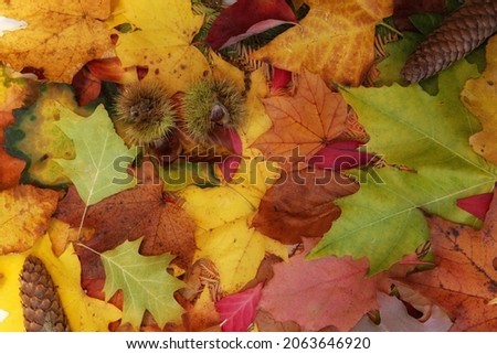 Autumn leaves with pine cone