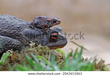 Macro of a common toad or european toad (Bufo bufo) carrying its offspring on its back. Toad and cute baby with green forest background. Tiny baby frog standing on the head of its parent. Lugo, Spain 