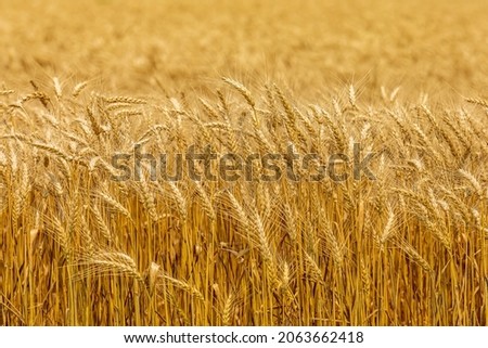 Closeup of winter wheat field ready for harvest at sunset. Concept of cereal grain farming, commodity market and trade Royalty-Free Stock Photo #2063662418