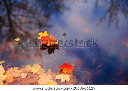 multi-colored bright autumn maple leaf in lake water