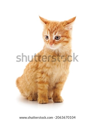Little red kitten isolated on a white background.