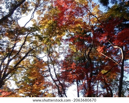 Colorful trees with a clear sky, Mount Takao, Japan