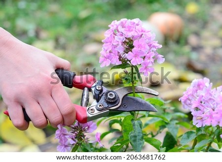 Growing a panicled tall phlox in the garden. A gardener is deadheading a pink phlox paniculata to extend the bloom season and have more phlox flowers.  Royalty-Free Stock Photo #2063681762