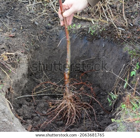 How to plant a grafted apple tree. Placing the fruit tree with spread roots in the center of a planting hole. Royalty-Free Stock Photo #2063681765
