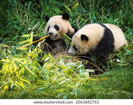Big panda is eating bamboo. Species animal from China. Portrait of panda. Animal in nature. Two big pandas are eating bamboo.