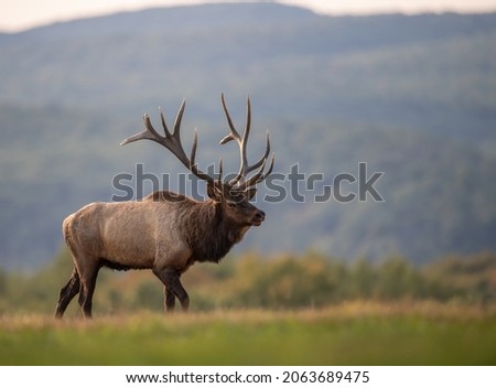 Bull Elk During the Rut in Autumn Royalty-Free Stock Photo #2063689475