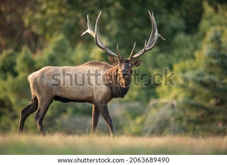 Bull Elk During the Rut in Autumn Royalty-Free Stock Photo #2063689490