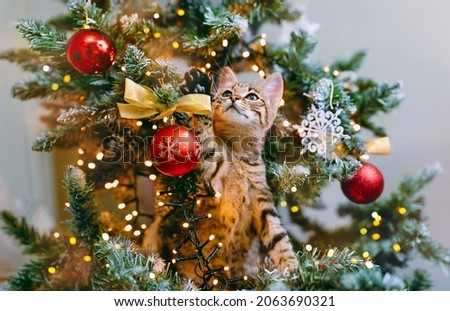 The cat looks out from the branches of a decorated Christmas tree
