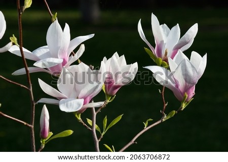 White and pink magnolia flowers on a dark background
