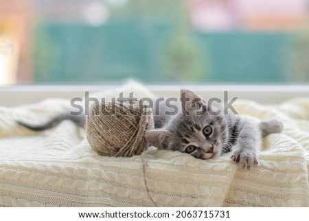 cute brown kitten cat sitting on the window at home looking at the camera close-up. High quality photo Royalty-Free Stock Photo #2063715731