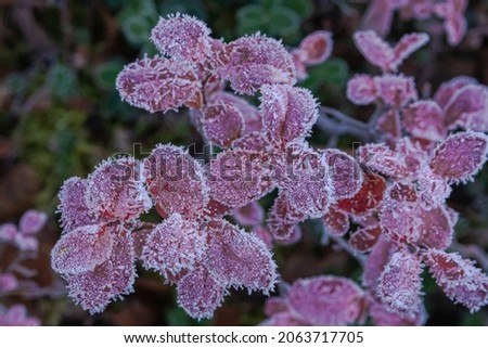 The leaves of the northern tundra plants are covered in the beginning of winter. Multicolored flora of the polar regions of the earth. Picturesque natural beauty of autumn tundra