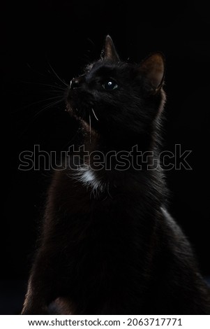 Beautiful black cat on a black background. Studio portrait of a pet