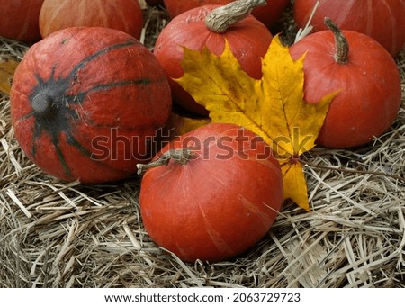 Composition of red pumpkins and maple leaf 