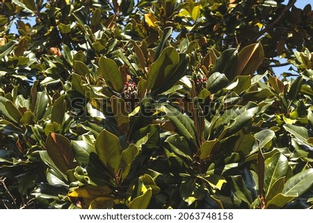 Cone-shaped magnolia fruits among large dense and shiny leaves on a sunny day. Magnolia fruits on a background of green leaves. Nature.