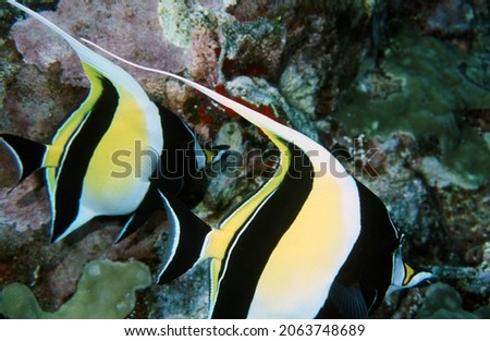 Moorish Idol Fishes Swimming Next to a Coral Reef in Tropical Waters near Hawaii