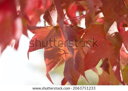 Canopy of beautiful red autumn leaves. The lowest tail of each leaf contrasts with a white sky. Some overlap and some have red silhouette on red giving a pretty, light, airy pattern