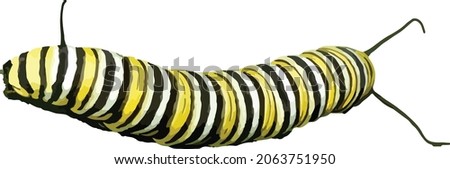 Vector Image of a Monarch Butterfly Caterpillar 