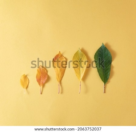 
Creative arrangement of autumn leaves on a yellow background.Flat lay. Season concept.Copy space