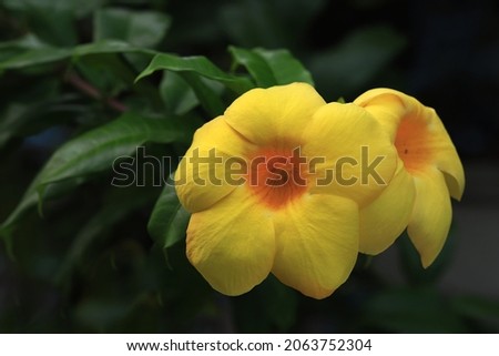 Yellow Allamanda flower aka golden trumpet with green leaves background