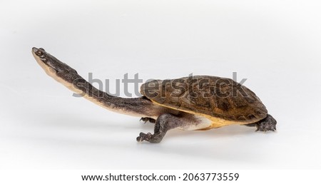 Broad Shelled River Turtle or Broad Shelled Snake Necked Turtle (Chelodina Chelvdera) on white background Royalty-Free Stock Photo #2063773559
