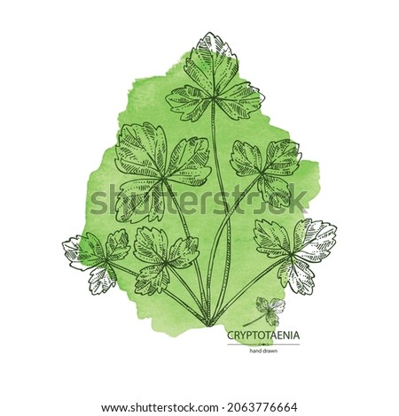 Watercolor background with cryptotaenia japonica: cryptotaenia leaves and plant. Honewort. Mitsuba Plant. Herbs and spices. Vector hand drawn illustration.