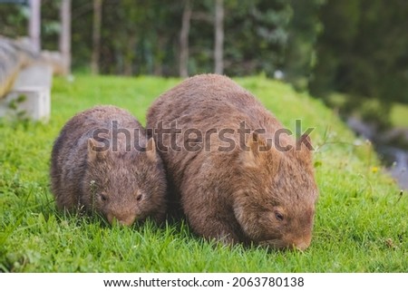 Mother and baby wombat grazing at Bendeela Campground