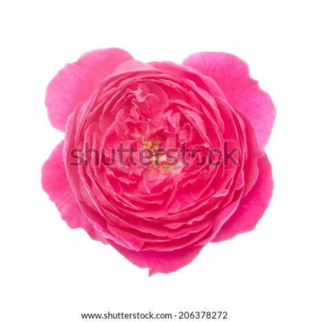 Damask rose isolated on white background