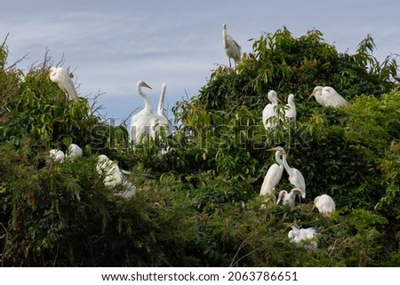 Group of White Egrets building a nest in the nest tree. Royalty-Free Stock Photo #2063786651